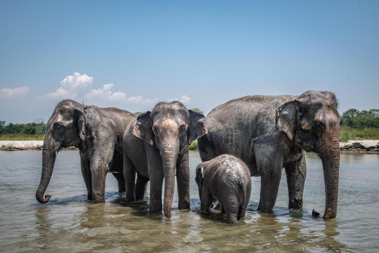Tiger Tops Tharu Lodge Chitwan Εξωτερικό φωτογραφία