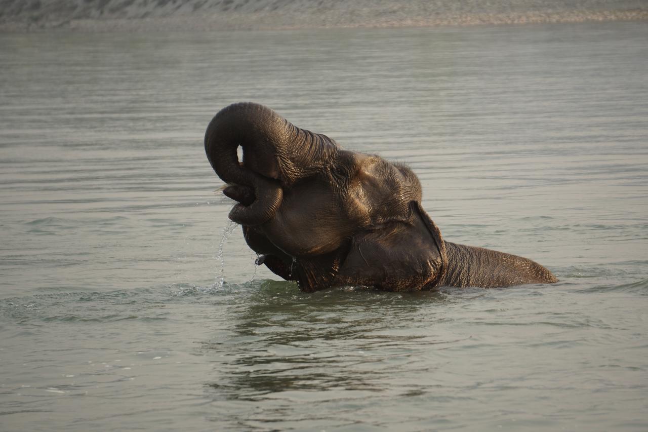 Tiger Tops Tharu Lodge Chitwan Εξωτερικό φωτογραφία