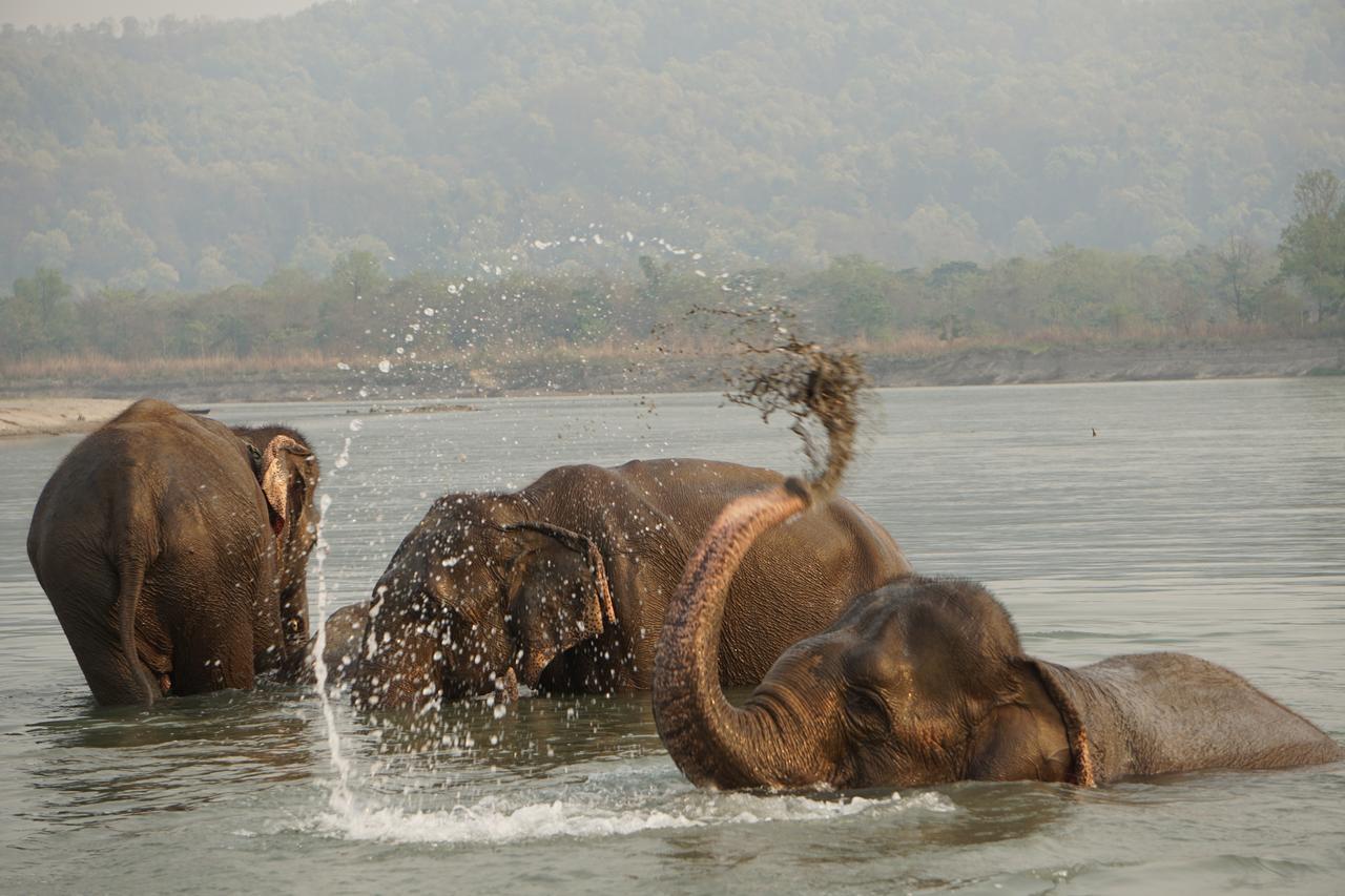 Tiger Tops Tharu Lodge Chitwan Εξωτερικό φωτογραφία