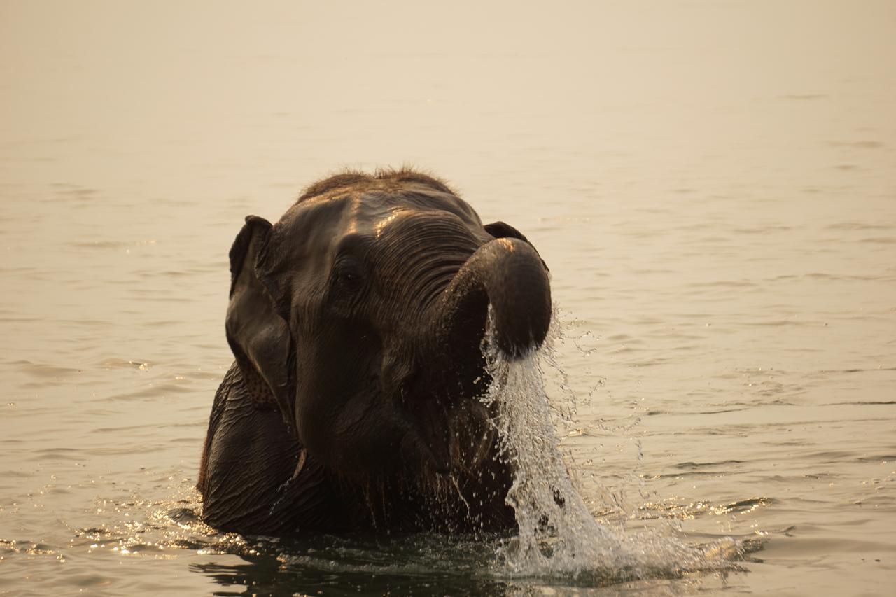 Tiger Tops Tharu Lodge Chitwan Εξωτερικό φωτογραφία
