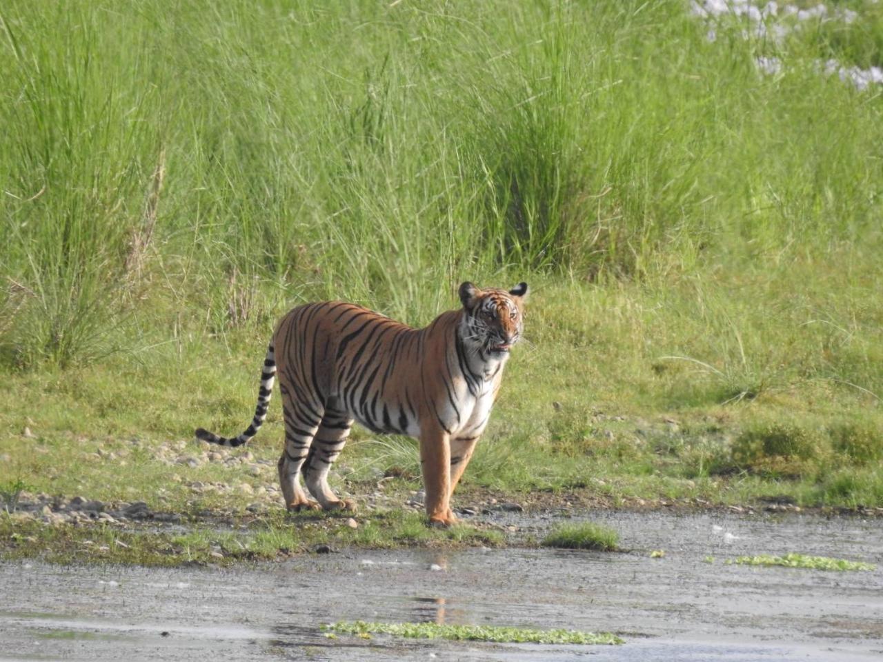 Tiger Tops Tharu Lodge Chitwan Εξωτερικό φωτογραφία