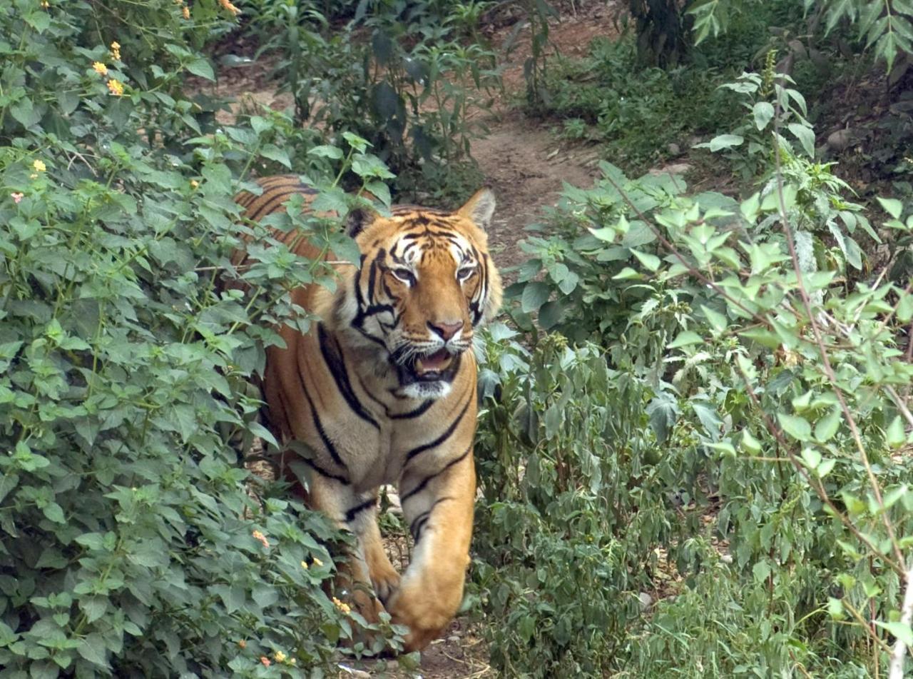 Tiger Tops Tharu Lodge Chitwan Εξωτερικό φωτογραφία