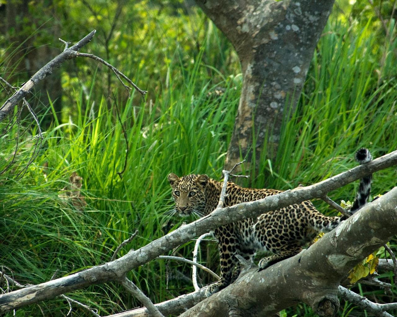 Tiger Tops Tharu Lodge Chitwan Εξωτερικό φωτογραφία