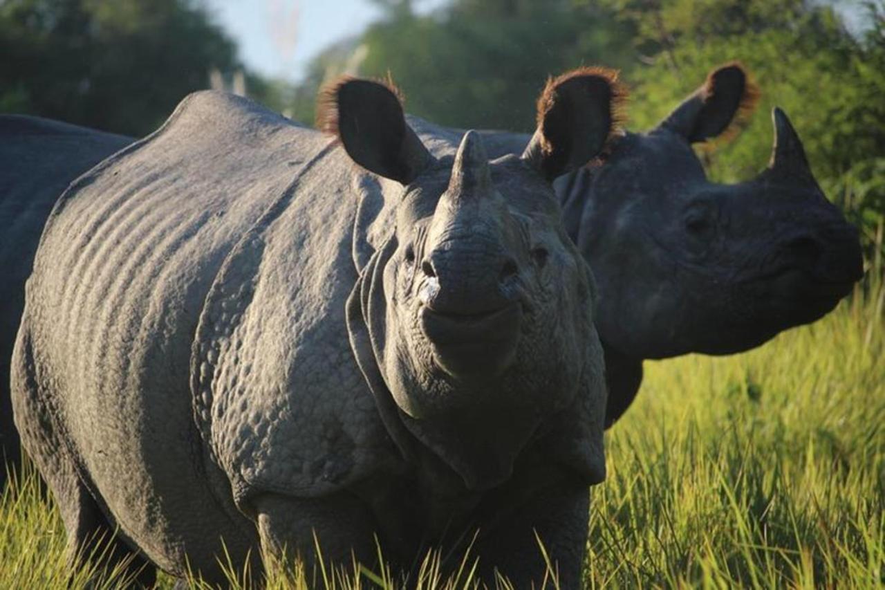 Tiger Tops Tharu Lodge Chitwan Εξωτερικό φωτογραφία